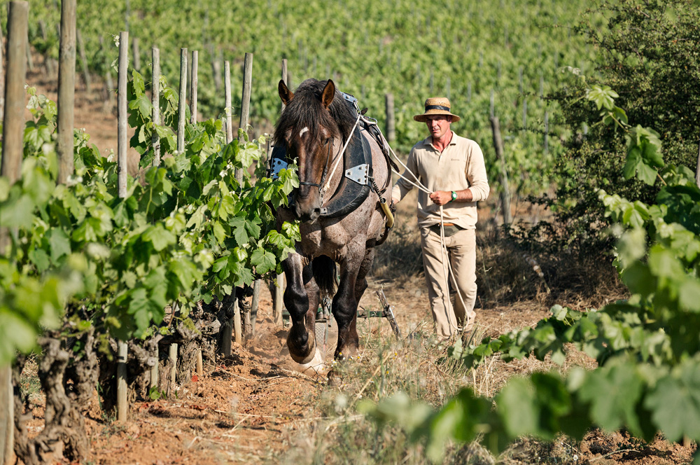 ¿Vino ecológico, biodinámico o natural?