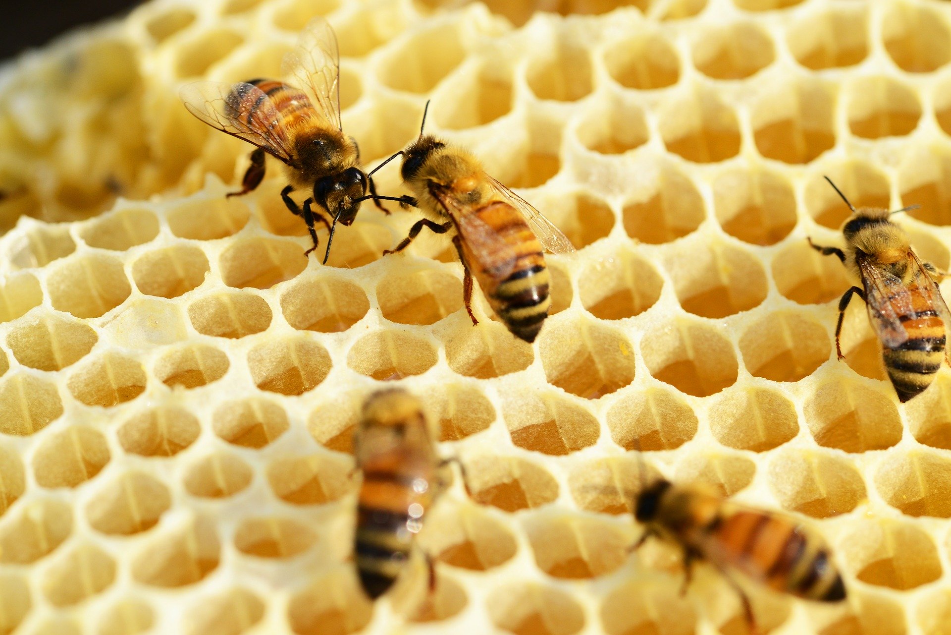 Lo que debemos saber sobre las abejas y la miel