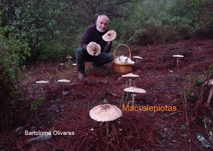 Micologia, biodiversidad y gastronomía