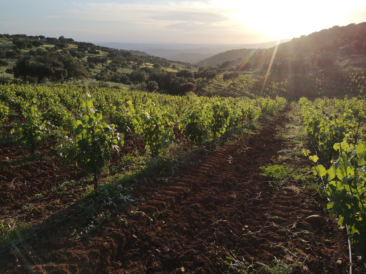 Enoturismo y vino tinto en la Sierra Morena de Córdoba