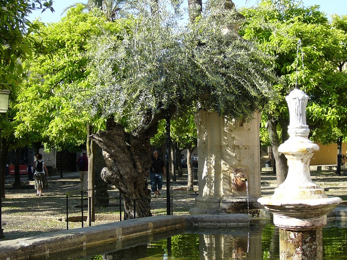 El Olivo de la Mezquita