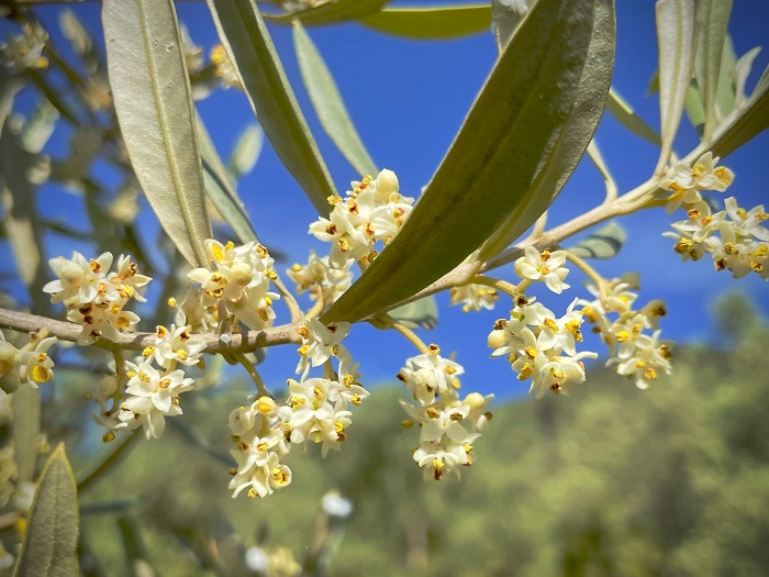 Floración del olivar en Córdoba