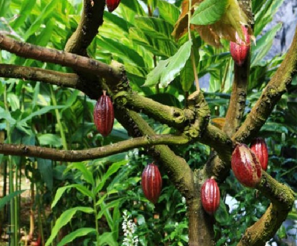 Sobre el cacao y el chocolate
